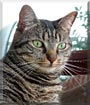 Tom Kitten