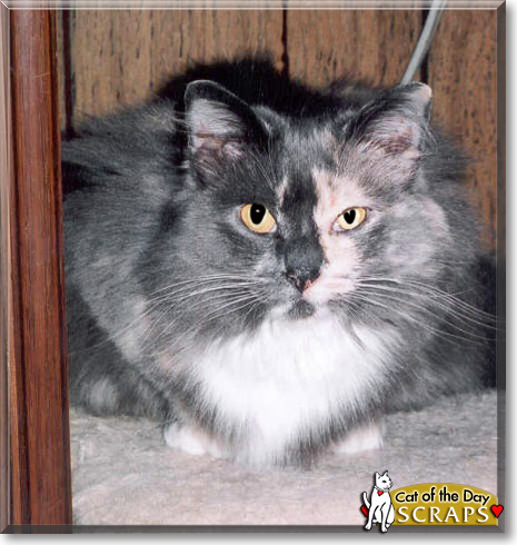 Scraps, the Cat of the Day