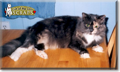 Scraps, the Cat of the Day