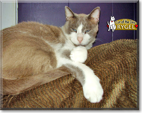 Rygel, the Cat of the Day