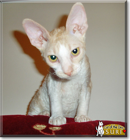 Suri, the Cat of the Day