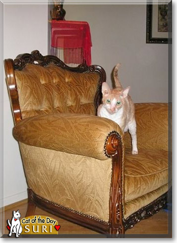Suri, the Cat of the Day