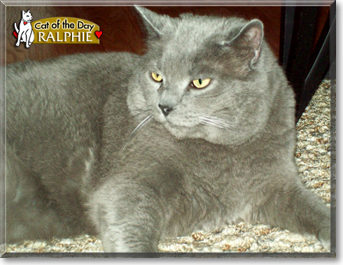 Ralphie, the Cat of the Day