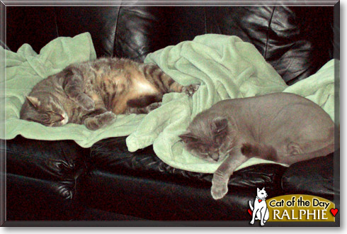 Ralphie, the Cat of the Day