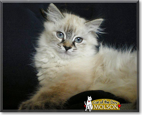 Molson, the Cat of the Day