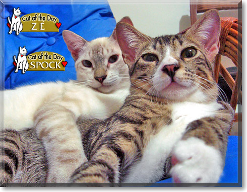 Spock and Z&eacute;, the Cat of the Day
