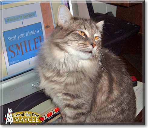 Maycee, the Cat of the Day