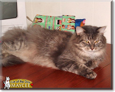 Maycee, the Cat of the Day