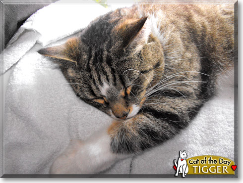 Tigger, the Cat of the Day