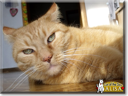 Alisa, the Cat of the Day