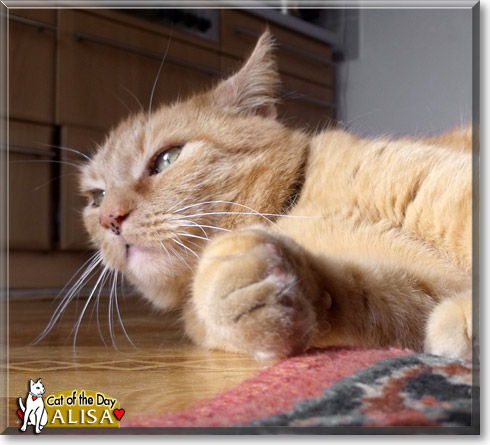Alisa, the Cat of the Day