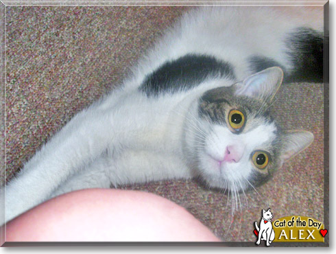 Alex, the Cat of the Day