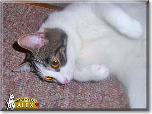 Alex, the Cat of the Day