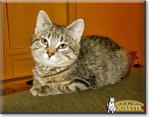 Josette, the Cat of the Day