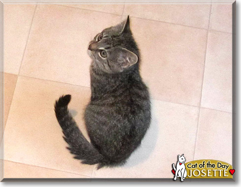 Josette, the Cat of the Day