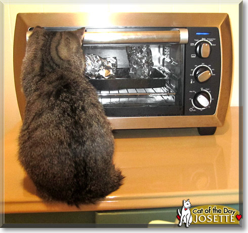 Josette, the Cat of the Day