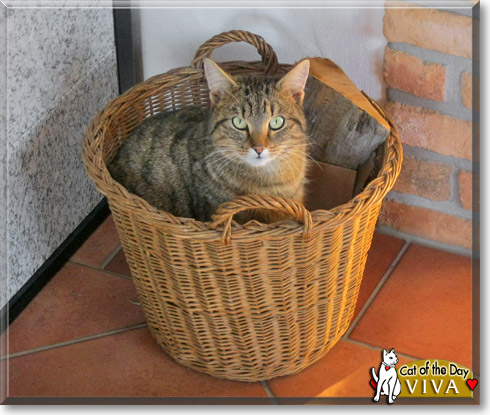 Viva, the Cat of the Day