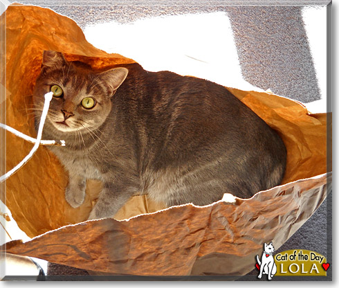 Lola, the Cat of the Day