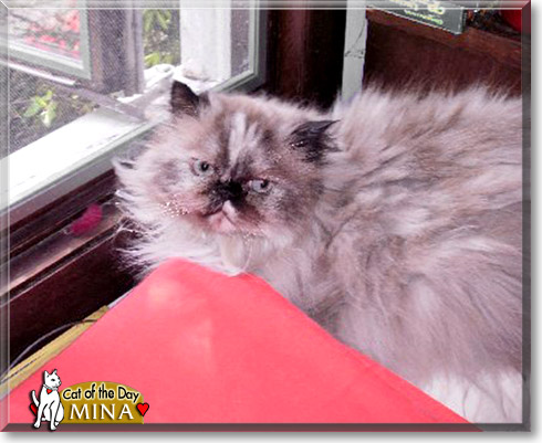 Meany Mina, the Cat of the Day