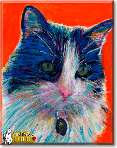 Lulu, the Cat of the Day