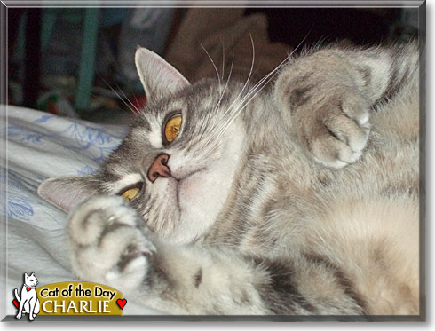 Charlie, the Cat of the Day