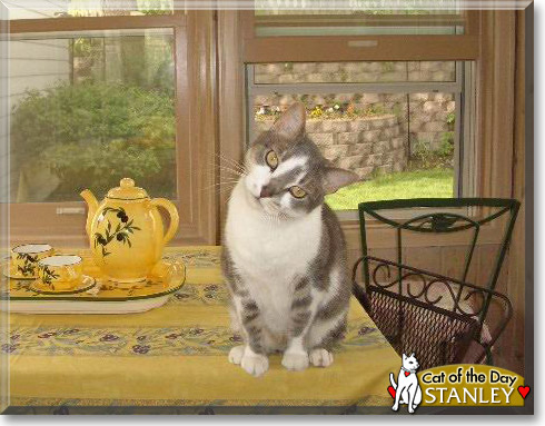 Stanley, the Cat of the Day