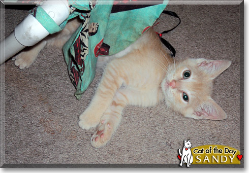Sandy, the Cat of the Day