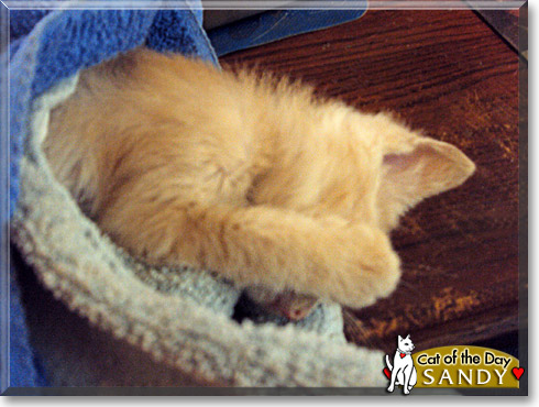 Sandy, the Cat of the Day