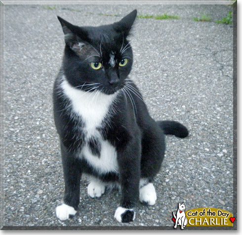 Charlie, the Cat of the Day