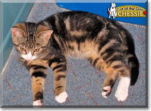 Chessie, the Cat of the Day Chessie, the Cat of the Day