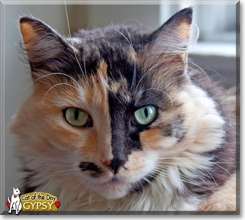 Gypsy, the Cat of the Day