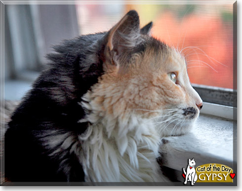 Gypsy, the Cat of the Day