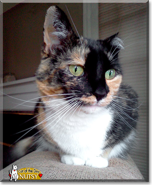 Nutsy, the Cat of the Day