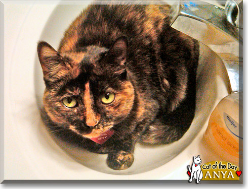 Anya, the Cat of the Day