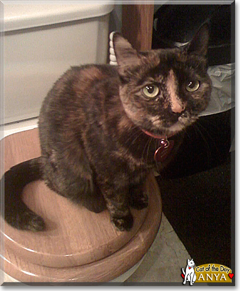 Anya, the Cat of the Day