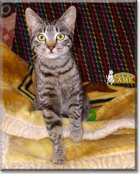 Ami, the Cat of the Day