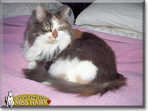 Miss Hairy, the Cat of the Day