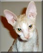 Suri