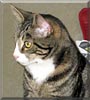 Chessie