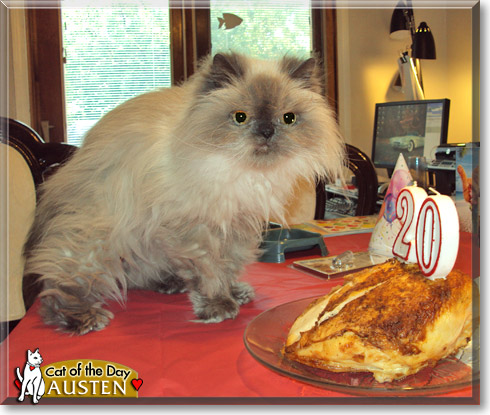 Austen, the Cat of the Day