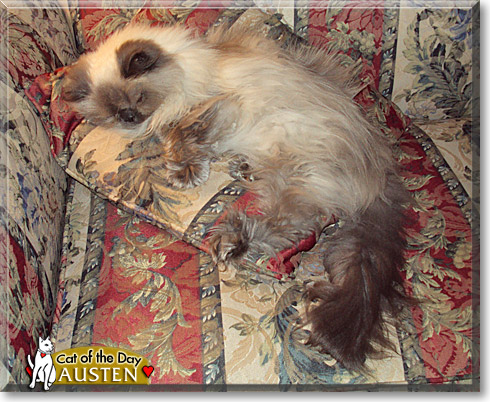 Austen, the Cat of the Day