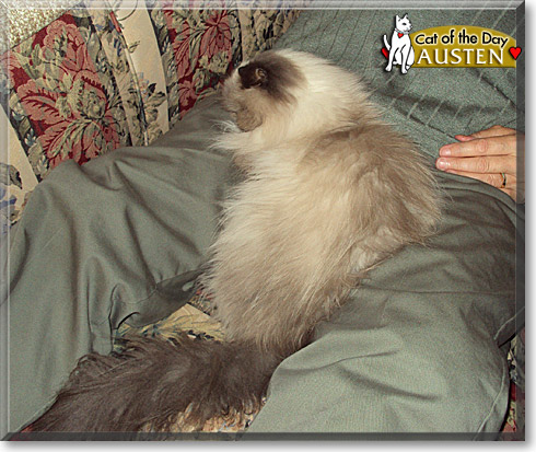 Austen, the Cat of the Day