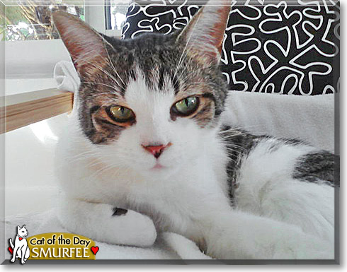 Smurfee, the Cat of the Day