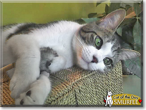 Smurfee, the Cat of the Day
