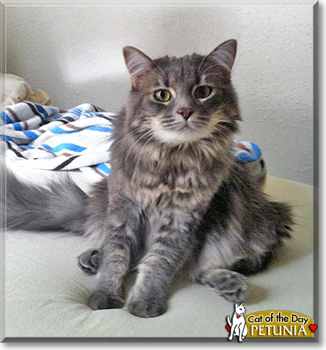 Petunia, the Cat of the Day