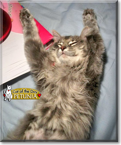 Petunia, the Cat of the Day