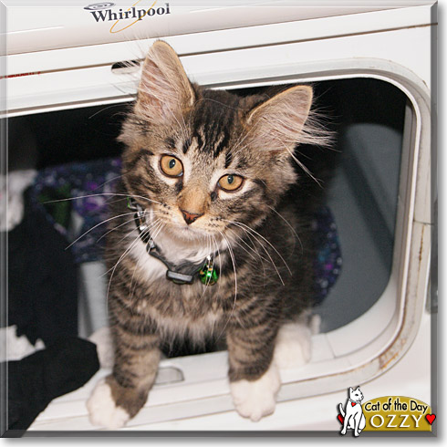 Ozzy, the Cat of the Day