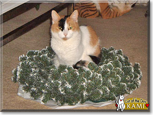 Kami, the Cat of the Day