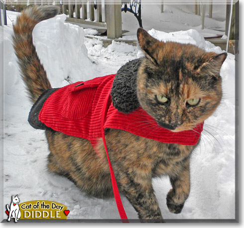 Diddle, the Cat of the Day