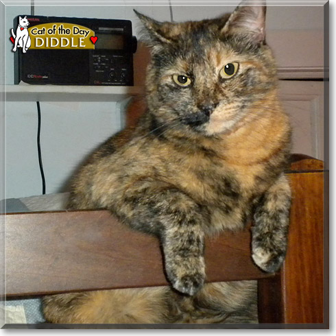 Diddle, the Cat of the Day